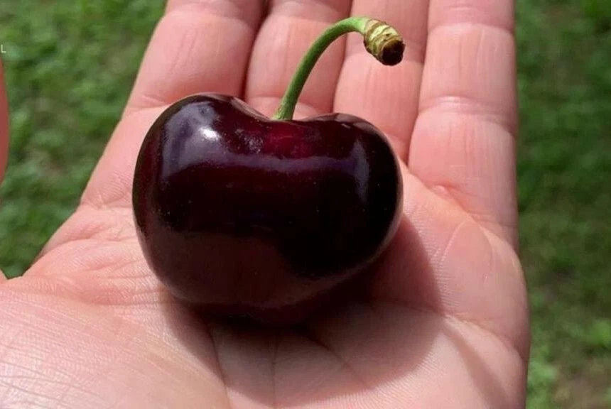 Tamara Cherry Tree Cuttings – 3 Unrooted Prunus avium ‘Tamara’ Fruit Tree Propagation Material
