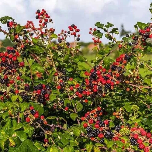 Blackberry Plant Cuttings – 3 Unrooted Rubus spp. for Propagation, Outdoor Gardening, Trailing Bramble, Fruit Bush