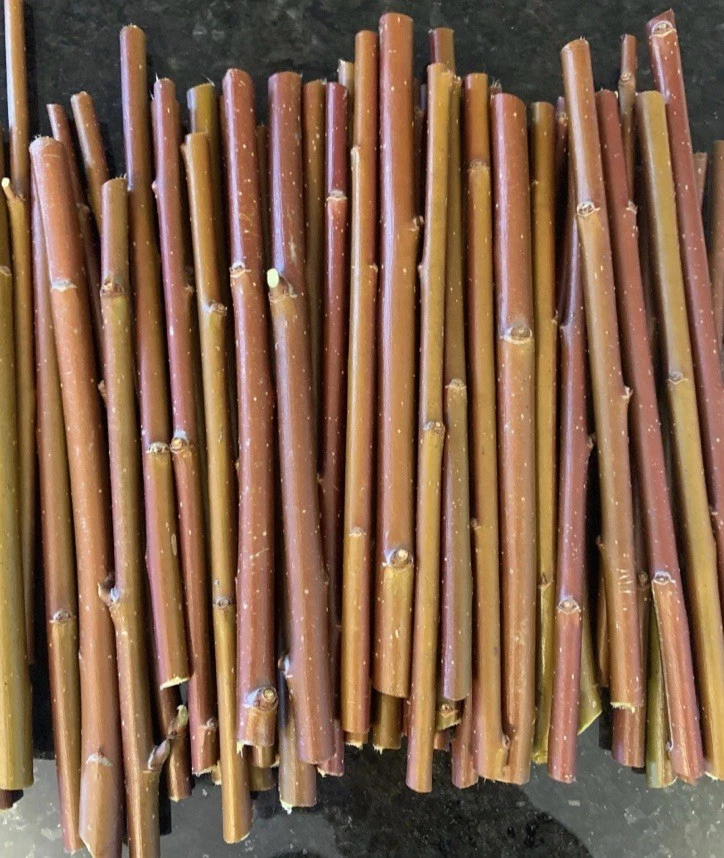 Purple Willow Cuttings – 10 Unrooted Salix purpurea Propagation & Craft Cuttings