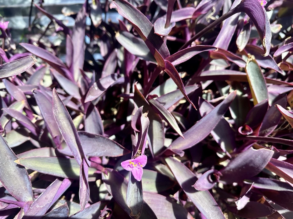Purple Heart Tradescantia pallida – 8 Fresh Cuttings, Deep Purple Trailing Plant, Easy-Rooting Indoor or Outdoor Tropical Vine