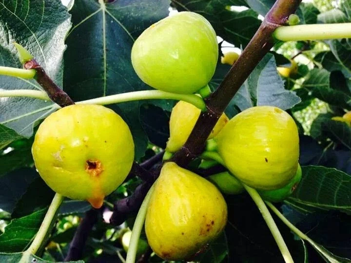 White Marseille Fig Cuttings – 2 Fresh Ficus Carica Cuttings for Propagation, Includes Willow Water