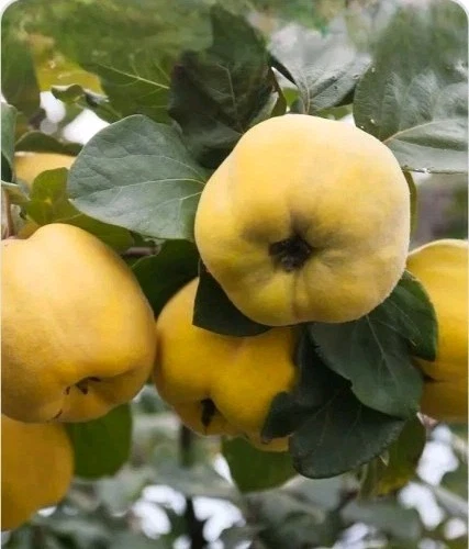 Quince Cutting, 6-8 Inch Unrooted Cydonia oblonga Propagation Material for Rooting or Grafting