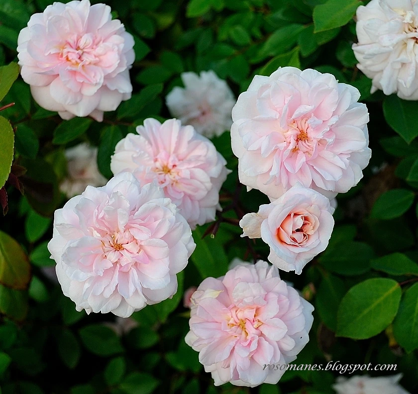 Unrooted Rose Cuttings – Cecile Brunner Antique Rose Variety – Soft Pink Blooms – Rosa ‘Cecile Brunner’ for Propagation & Garden