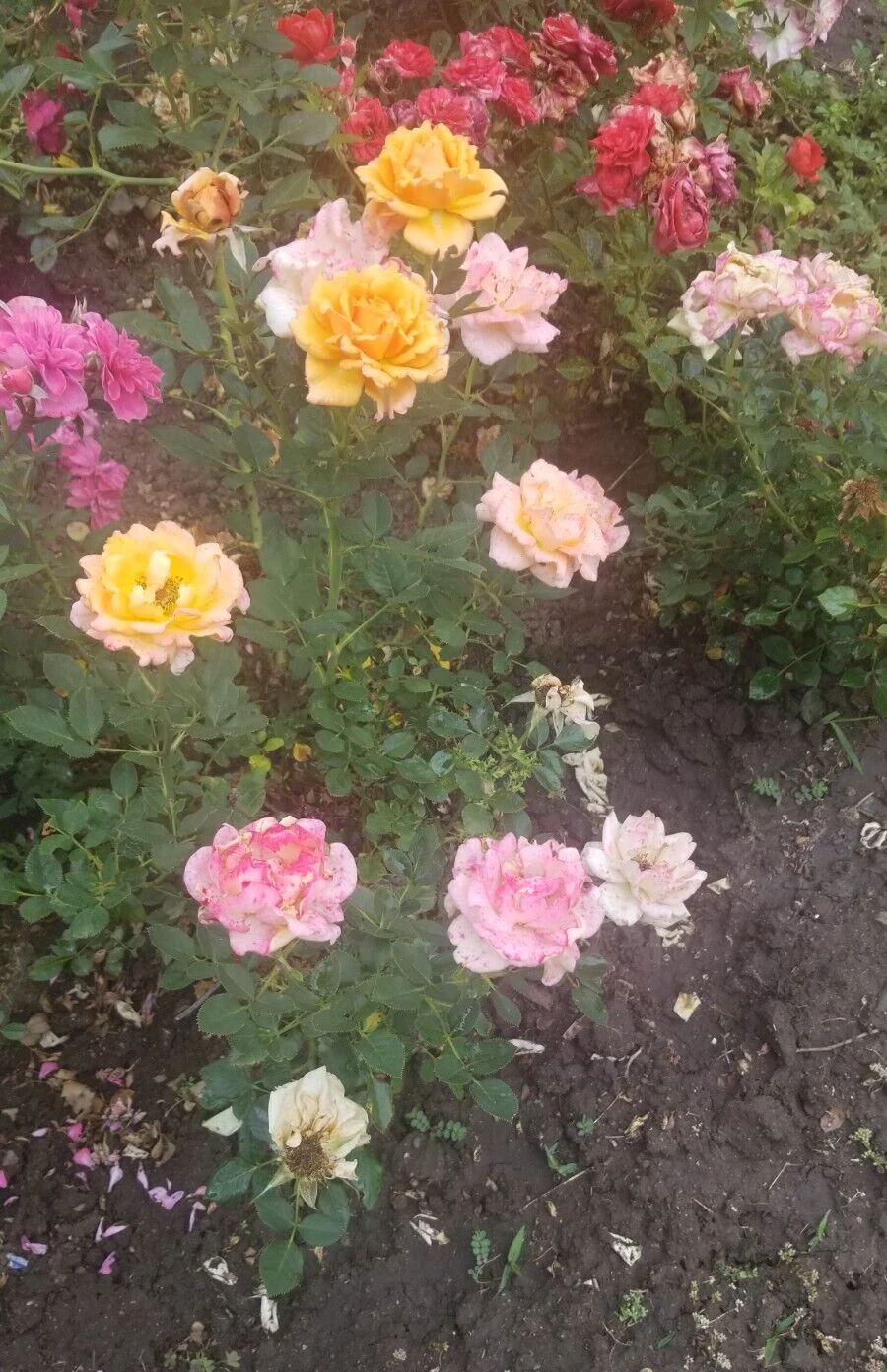 Miniature Rose Cuttings Set of 3 - Apricot to Pink Live Unrooted Rose Stems for Propagation Rosa hybrid