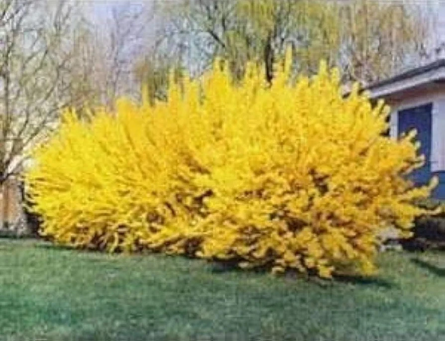 Forsythia Shrub Cuttings – 10 Unrooted 6–8 Inch Cuttings – Hardy Ornamental Flowering Bush