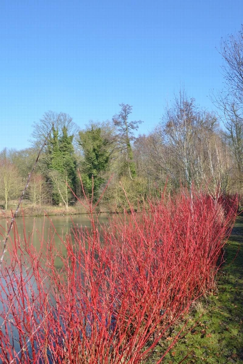 Red Twig Dogwood Cuttings – 50 Unrooted 10-Inch Cornus amomum Propagation Cuttings