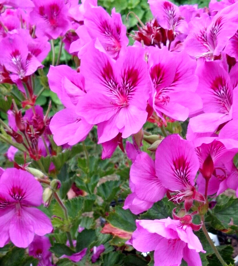 Purple Pink Regal Geranium Cuttings - 3 Live Pelargonium Pelargonium x hortorum, 6 Inches