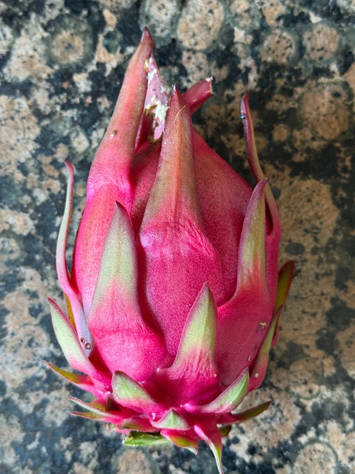 Trish Red Australian Dragon Fruit Cutting – 8–10 Inch Hylocereus Spp. Unrooted Cactus Vine for Planting