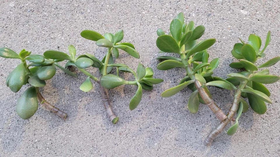 Jade Plant Cuttings – 6 Unrooted Crassula Ovata Succulent Propagation Stems for Easy Growing