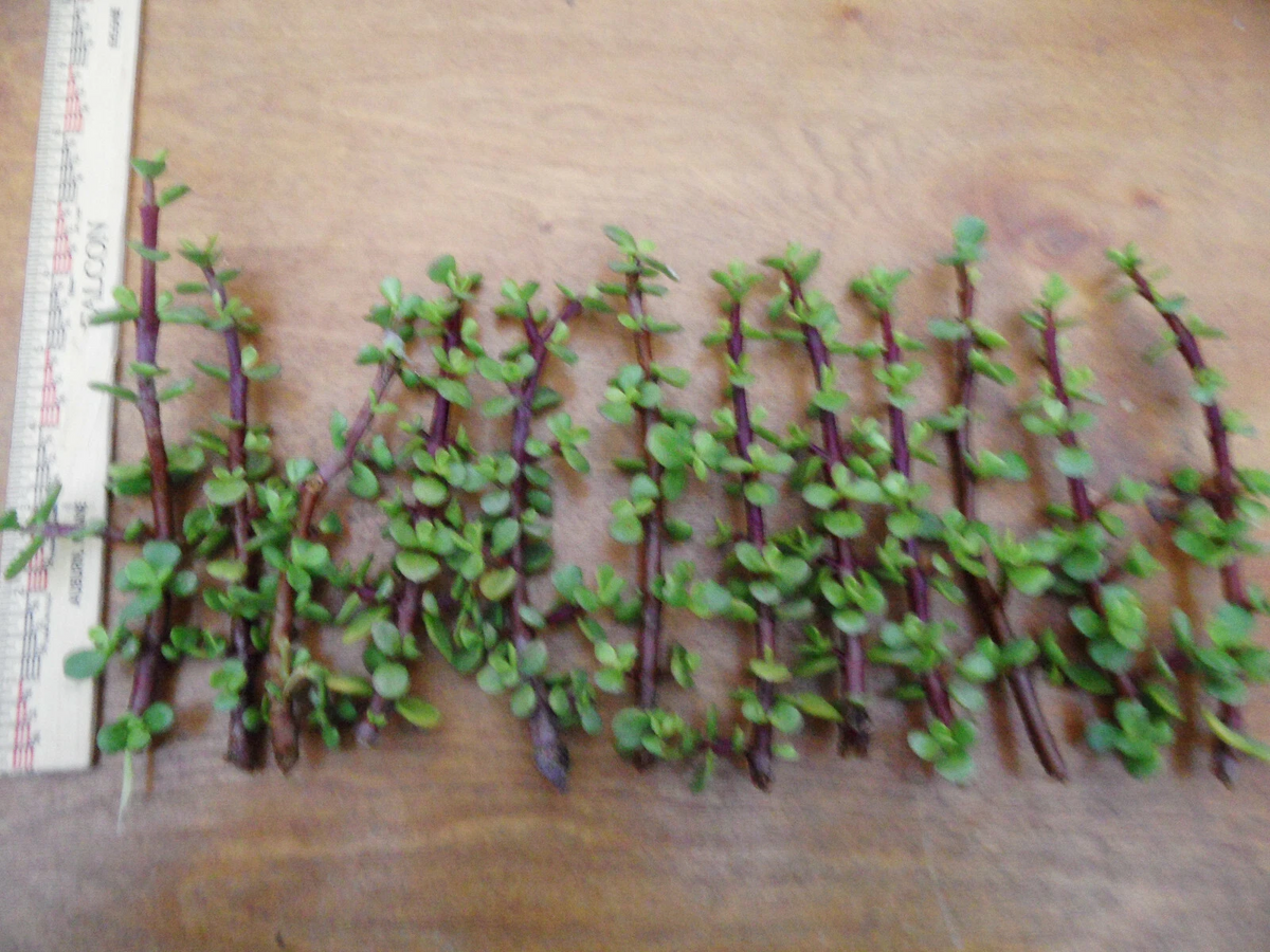 Portulacaria afra Cuttings – Lot of 12 Fresh Spekboom Stems, Red-Stem Variety, 6-Inch Succulent Cuttings for Easy Propagation