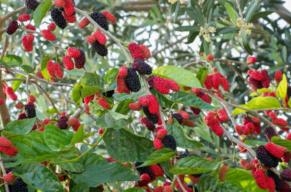 Red Mulberry Tree Cuttings – 12 Unrooted Morus rubra Fruit Tree Stems for Propagation and Growing