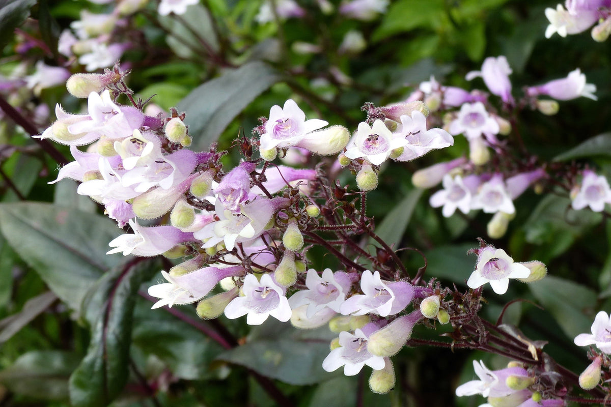 25 HUSKER RED PENSTEMON Digitalis Foxglove Beardtongue White Flower Seeds