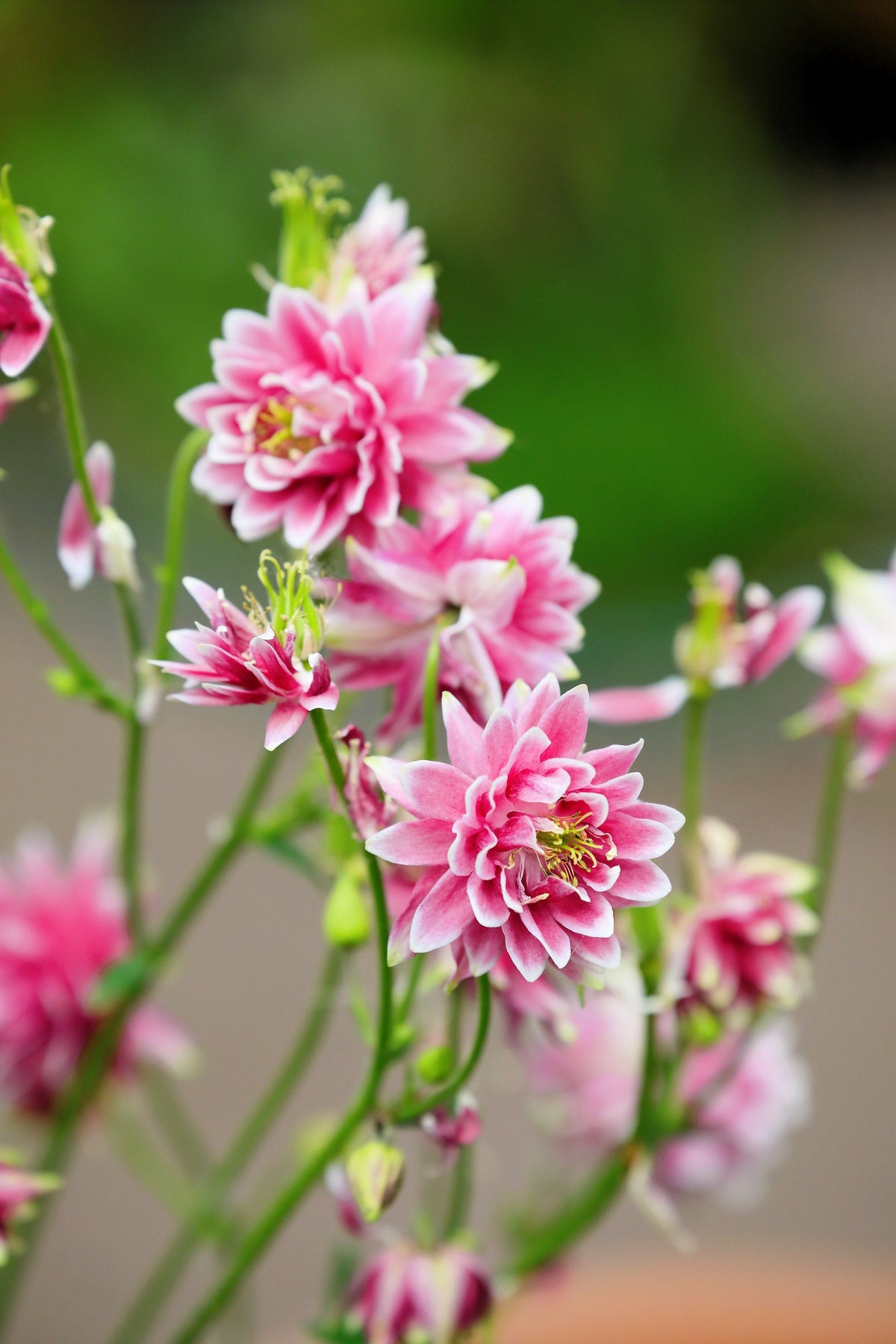 25 NORA BARLOW Pink COLUMBINE Aquilegia Caerulea Flower Seeds
