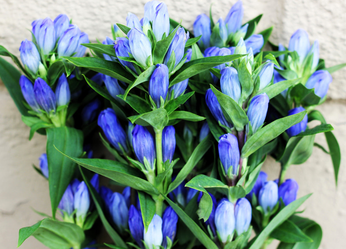200 BOTTLE GENTIAN (Closed or Blind Gentian / Cloistered Heart) Gentiana Andrewsii Flower Seeds