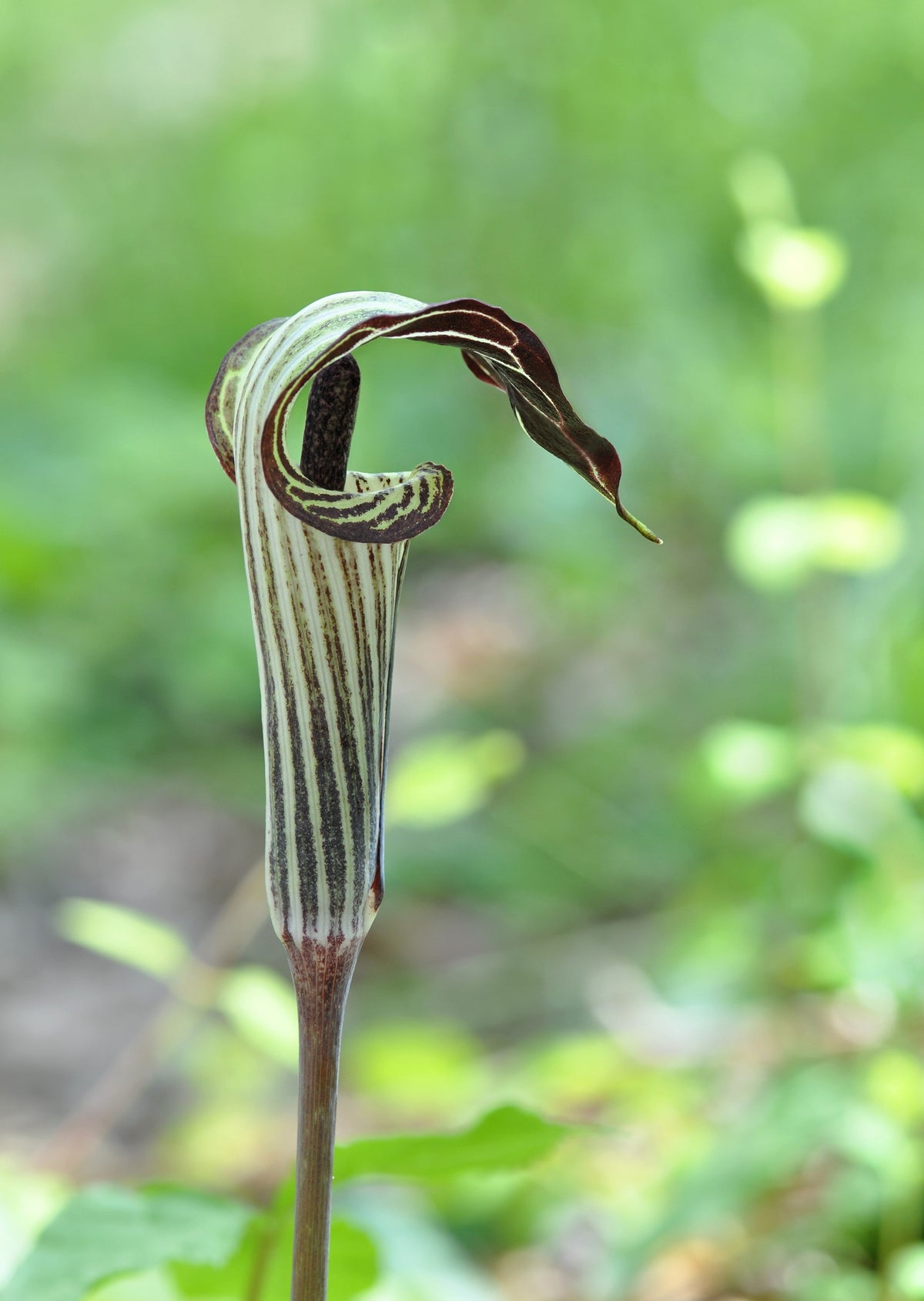 5 JACK IN THE PULPIT Arisaema Triphyllum Native Shade Flower Seeds