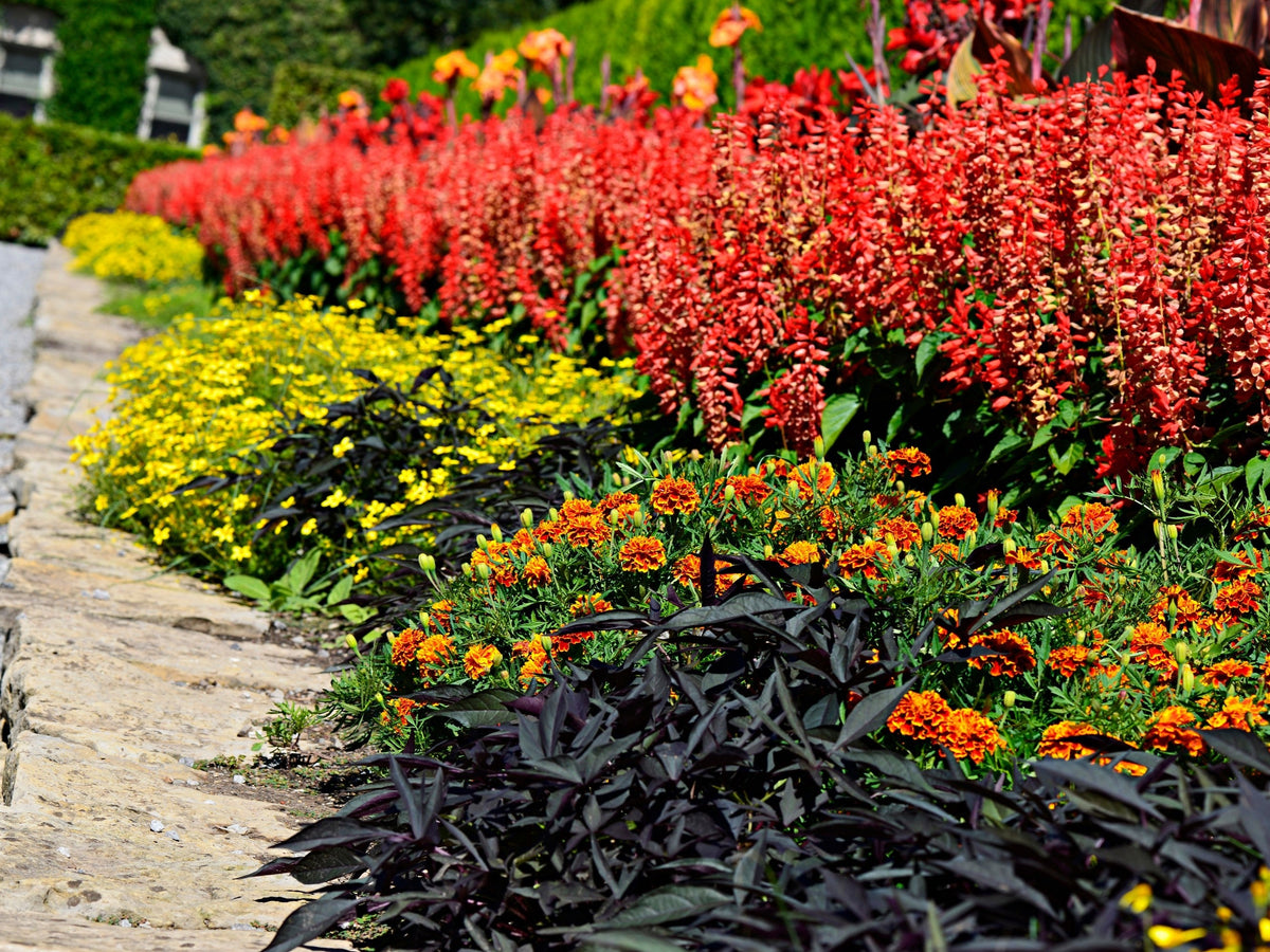 1000 DAHLBERG DAISY Thymophylla Tenuiloba Yellow Flower Seeds - aka Golden Fleece, Gold Carpet, Shooting Star