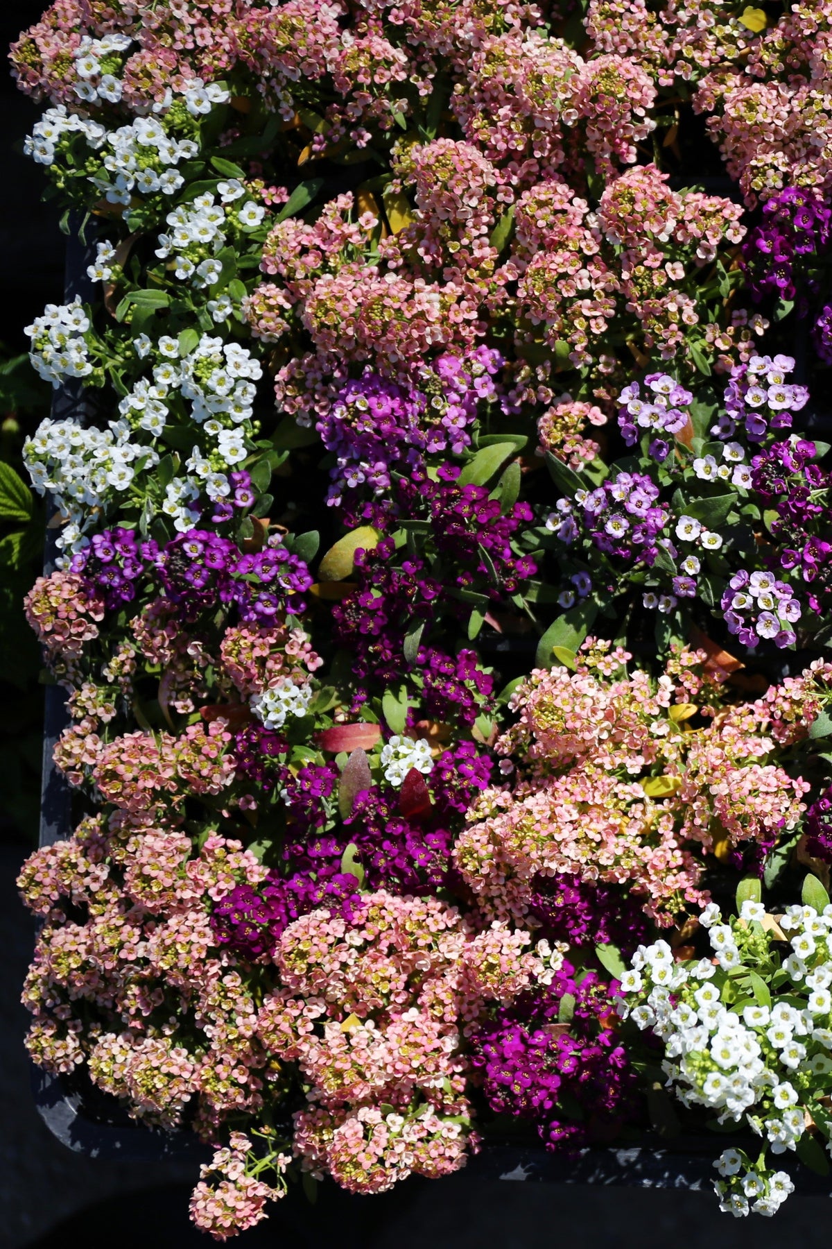 50 Easter Bonnet PEACH ALYSSUM Lobularia Maritima Hummingbird Flower Seeds
