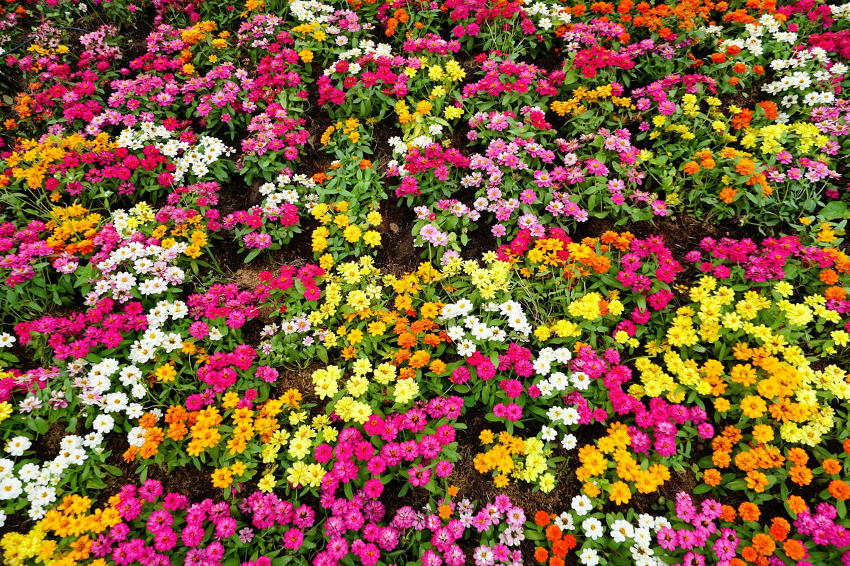 250 Mixed Colors ZINNIA ELEGANS Flower Seeds