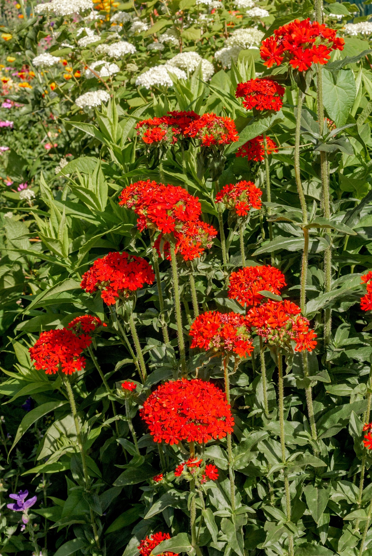 70 RED LYCHNIS Chalcedonica Campion Silene Maltese Cross Flower Seeds