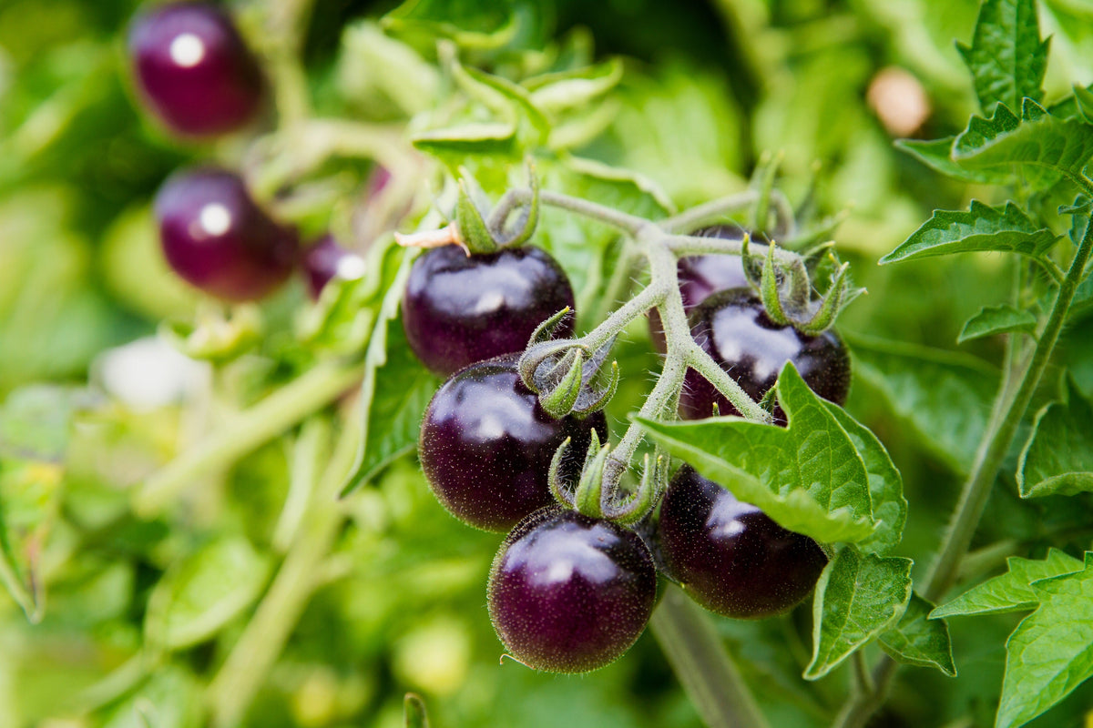 50 PURPLE CHERRY TOMATO Lycopersicon Indeterminate Fruit Vegetable Seeds