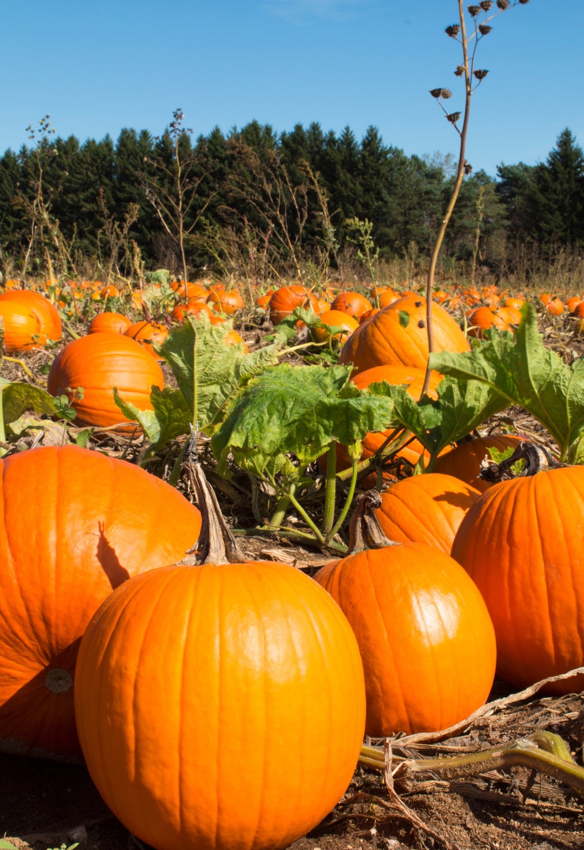 50 JACK O LANTERN PUMPKIN Cucurbita Maxima Vegetable Seeds