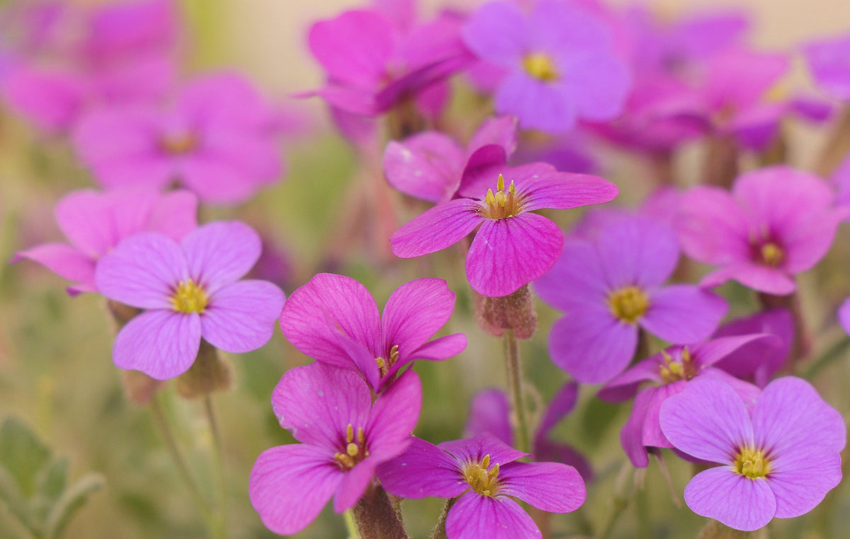 400 RAINBOW ROCKCRESS Rock Cress Large Flowered Aubrieta Cultorum Flower Seeds