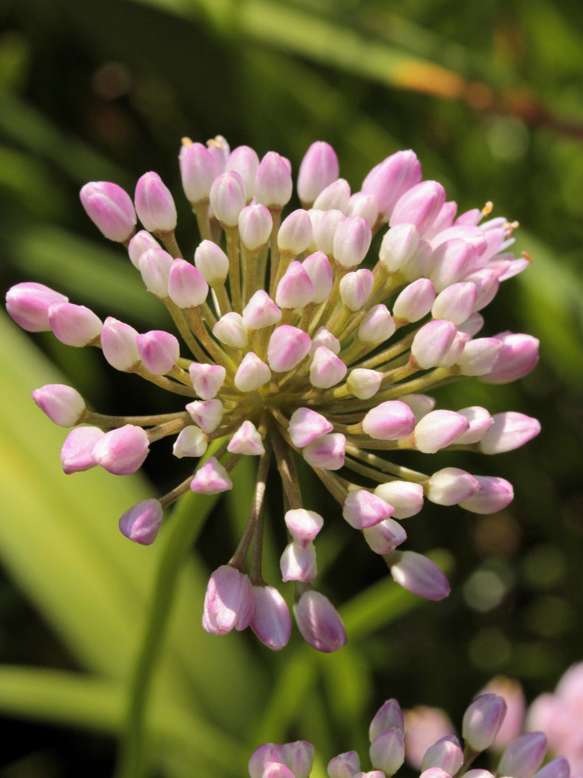 100 PRAIRIE ALLIUM Stellatum Prairie Onion Pink Flower Seeds