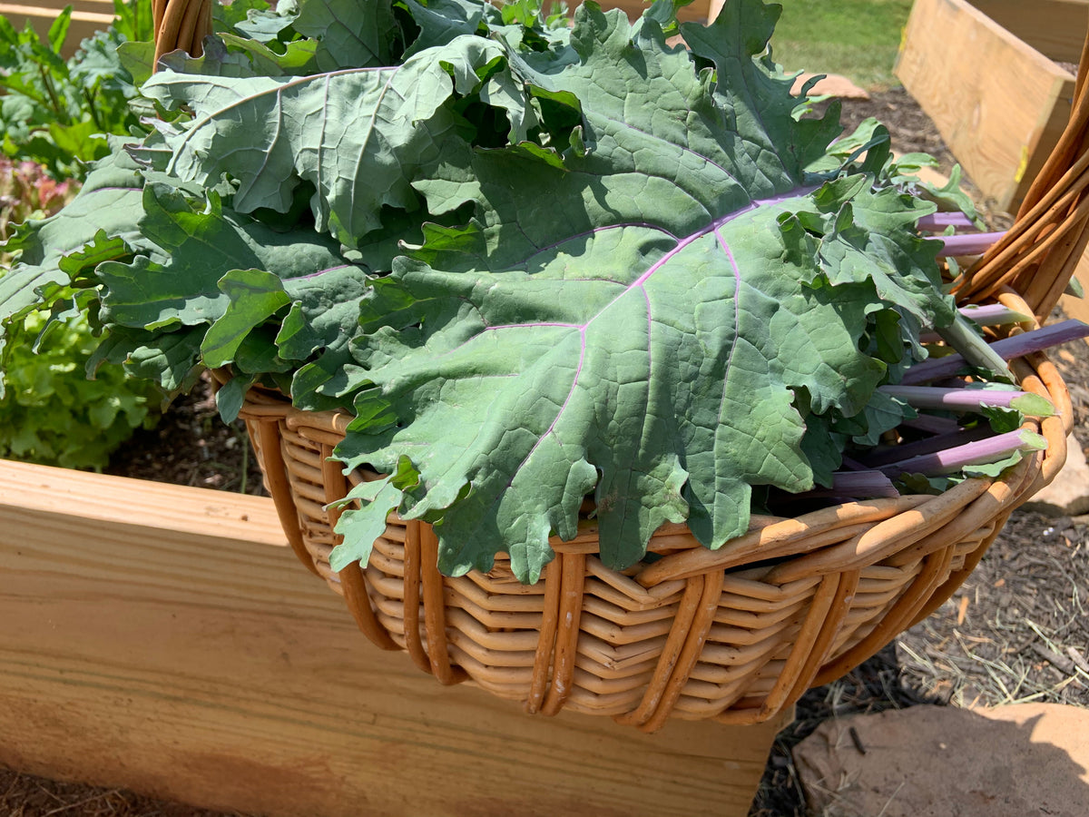 500 RED RUSSIAN KALE Brassica Oleracea Vegetable Seeds