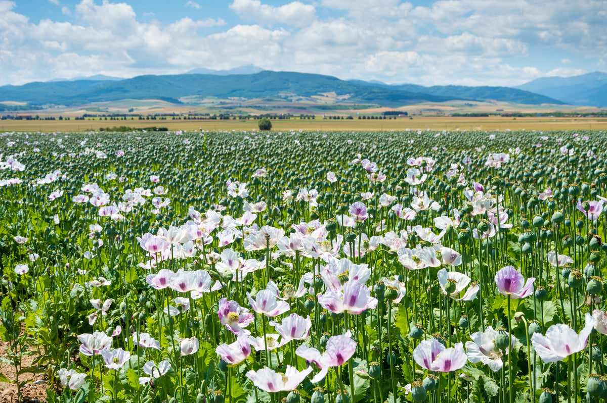 350 TASMANIAN Purple & White POPPY Papaver Somniferum Flower Seeds