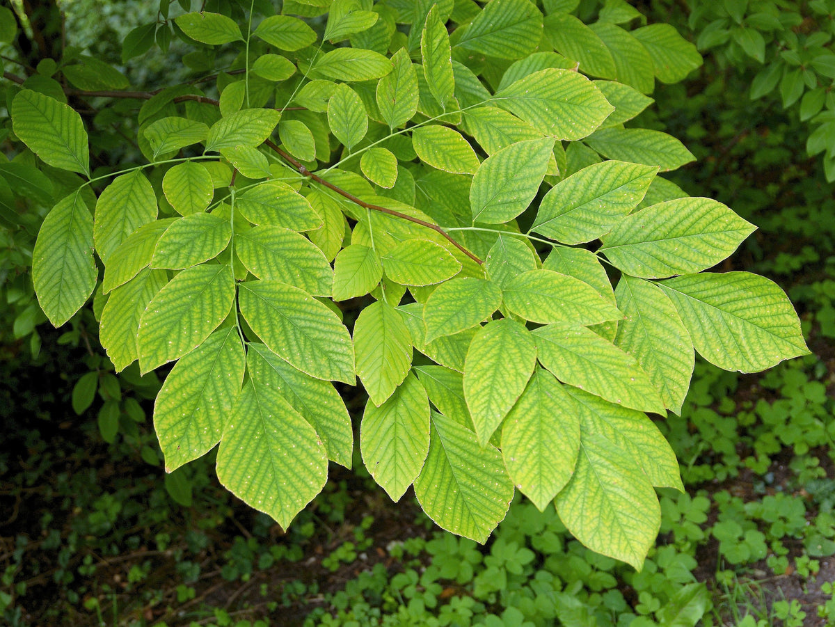 10 YELLOW ASH TREE Kentucky Yellowwood White Flowers Cladrastis Lutea Kentukea Seeds