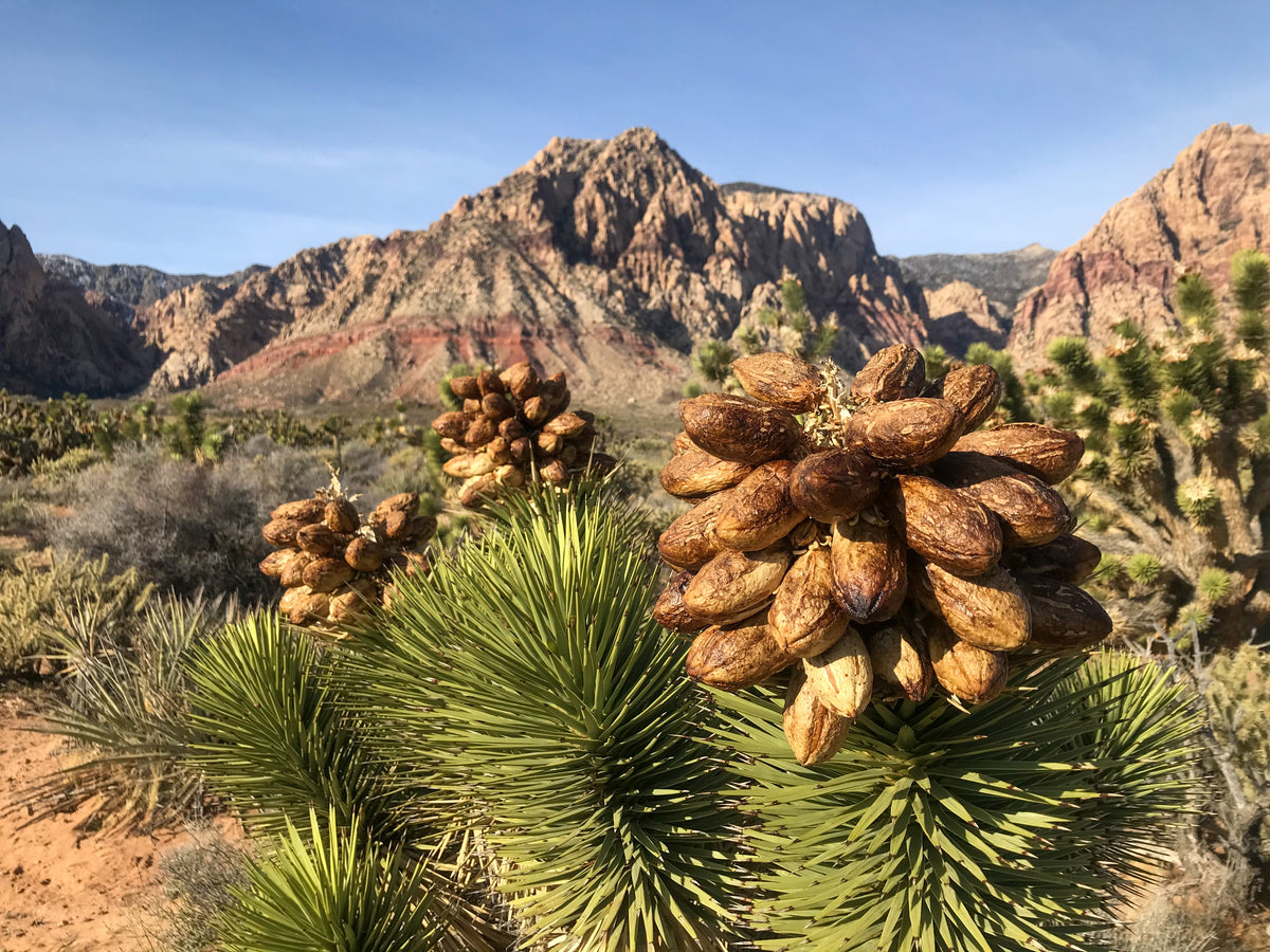5 JOSHUA TREE Palm Tree Yucca Brevifolia White Flowers Cactus Succulent Seeds