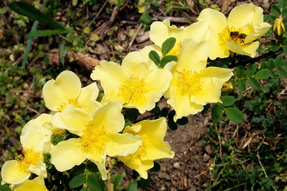 10 Golden Yellow FATHER HUGO ROSE Rosa Hugonis Flower Bush Shrub Seeds