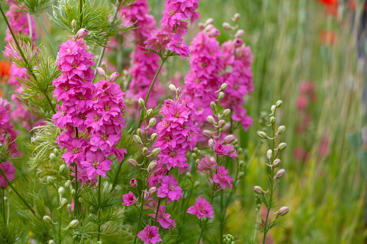 100 SUBLIME PINK LARKSPUR Consolida Ambigua Ajacis Delphinium Bright Pink Flower Seeds