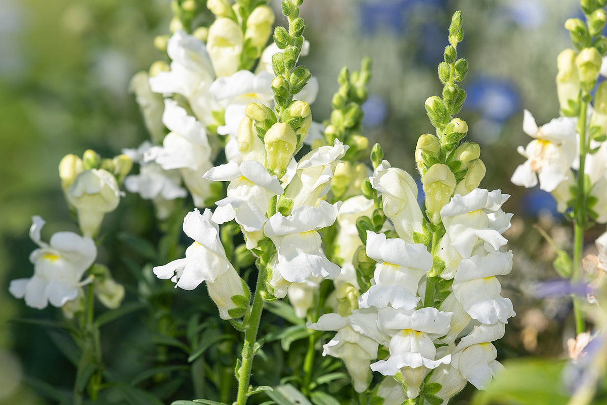 250 WHITE SNOWFLAKE SNAPDRAGON Antirrhinum Majus Flower Seeds