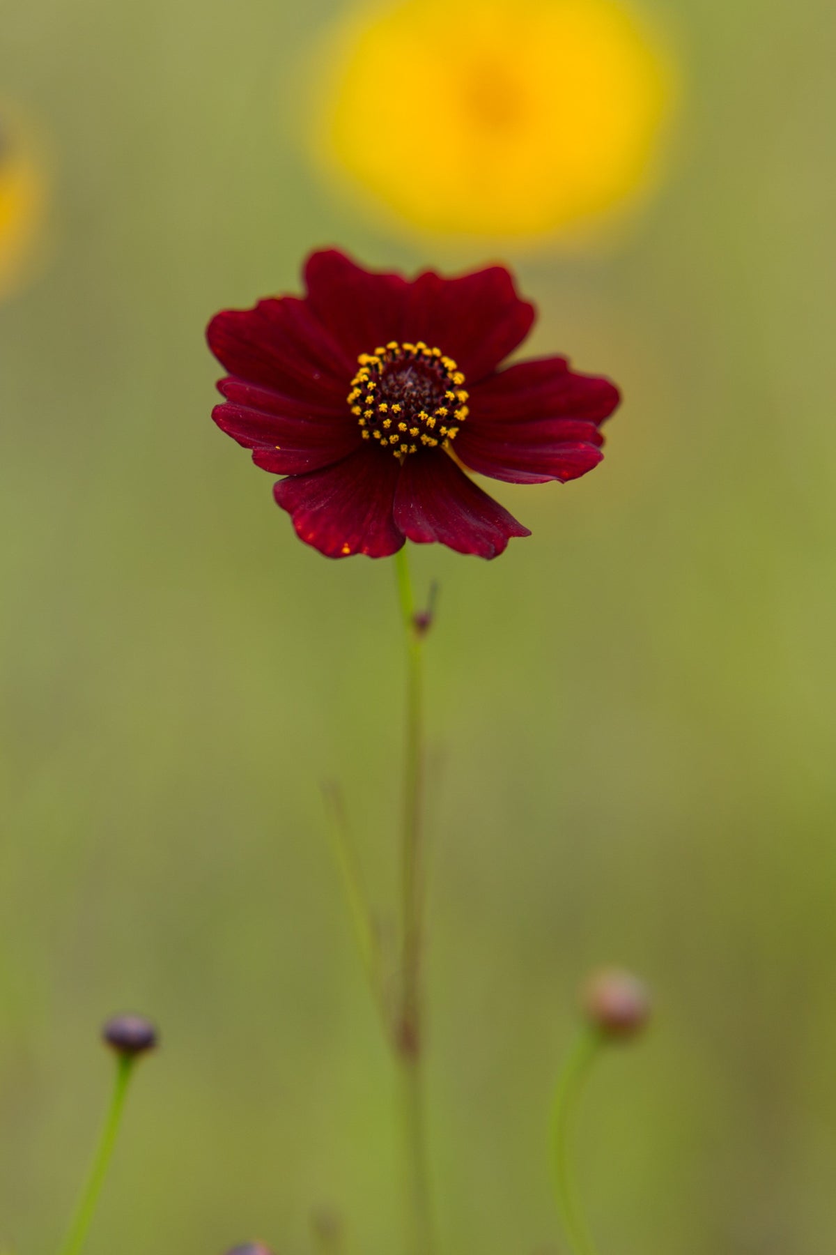 50 MAHOGANY MIDGET COREOPSIS Tinctoria Red Dwarf Flower Seeds