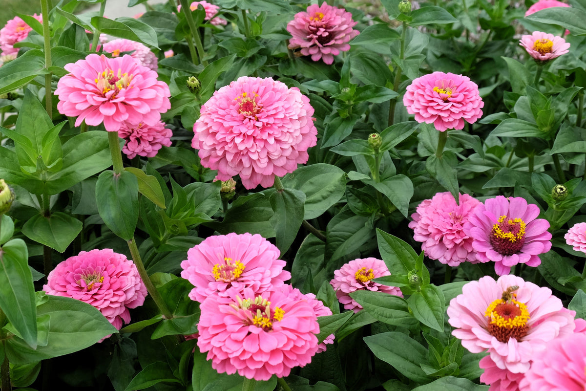 250 LUMINOSA PINK ZINNIA Elegans Flower Seeds