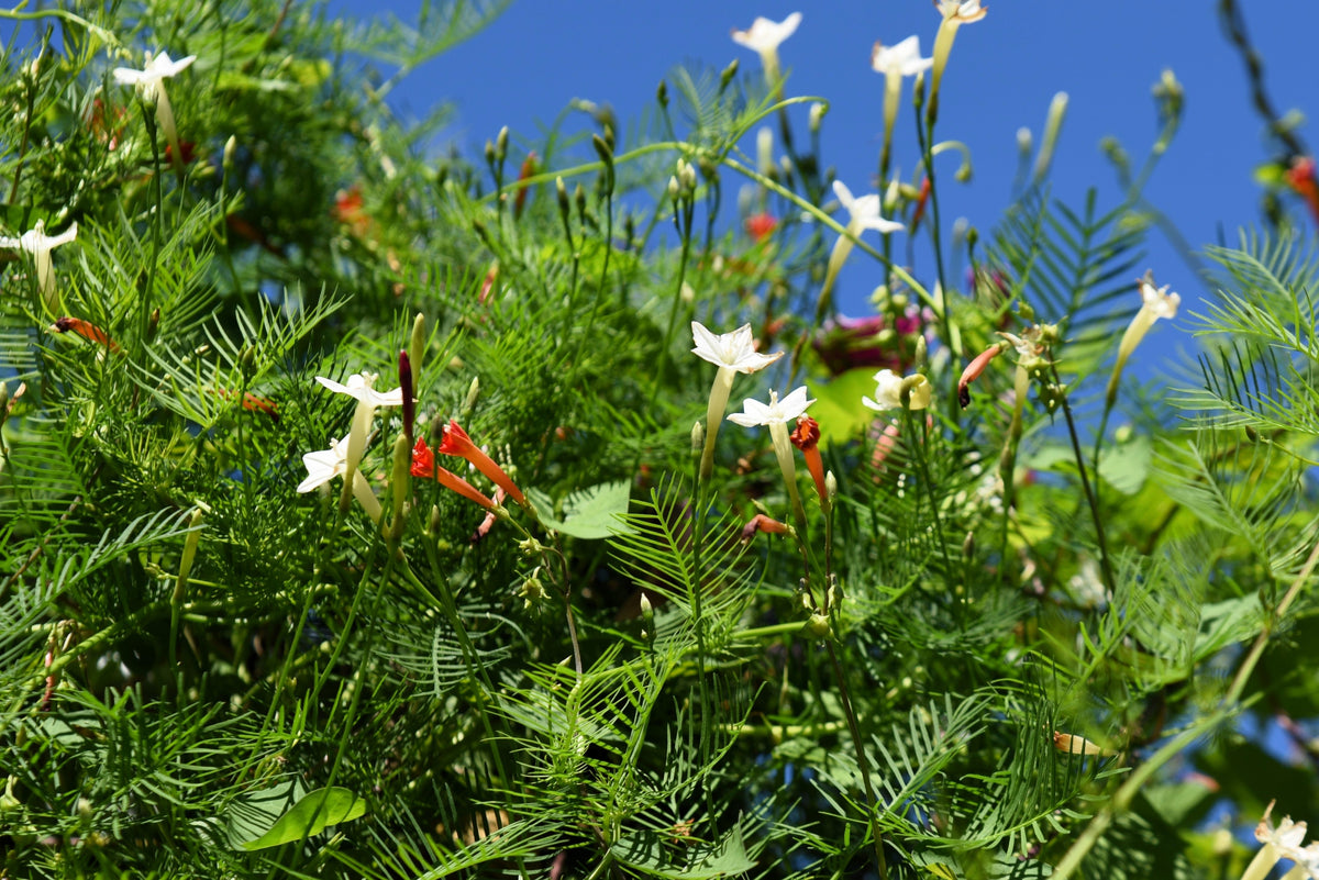 50 CYPRESS VINE MIX Ipomoea Quamoclit Convolvulus Hummingbird Star Morning Glory Cardinal Creeper Flower Seeds - Mixed Colors Red Pink White