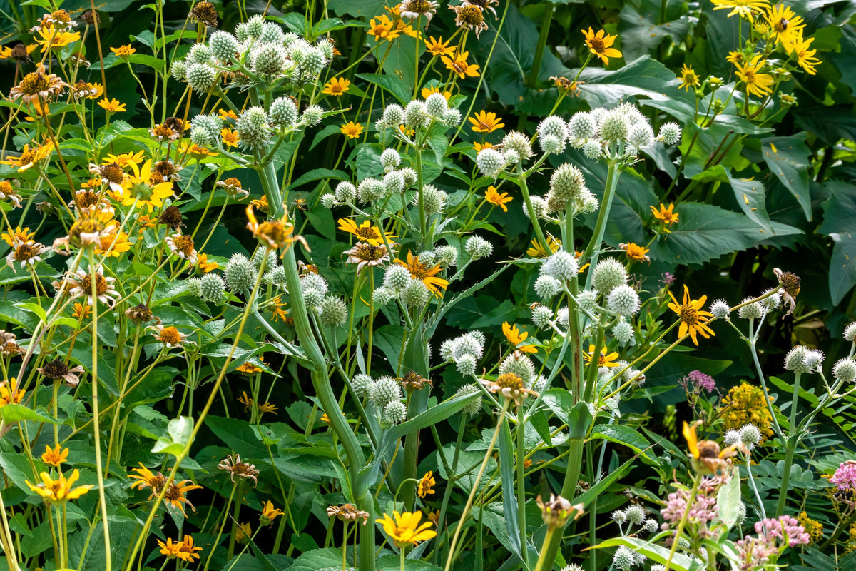 200 RATTLESNAKE MASTER / Button Snakeroot Eryngium Yuccifolium Flower Seeds