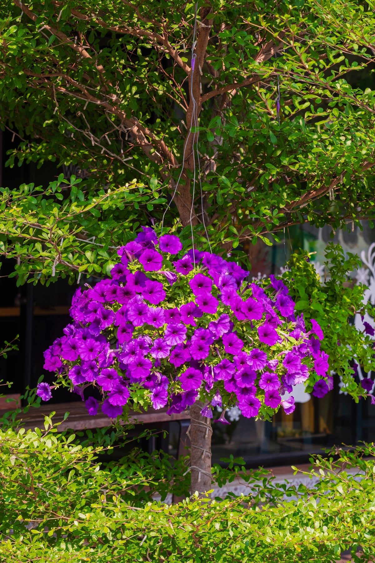 200 Mixed LAURA BUSH PETUNIA Violacea Integrifolia Pink Purple Trumpet Flower Seeds
