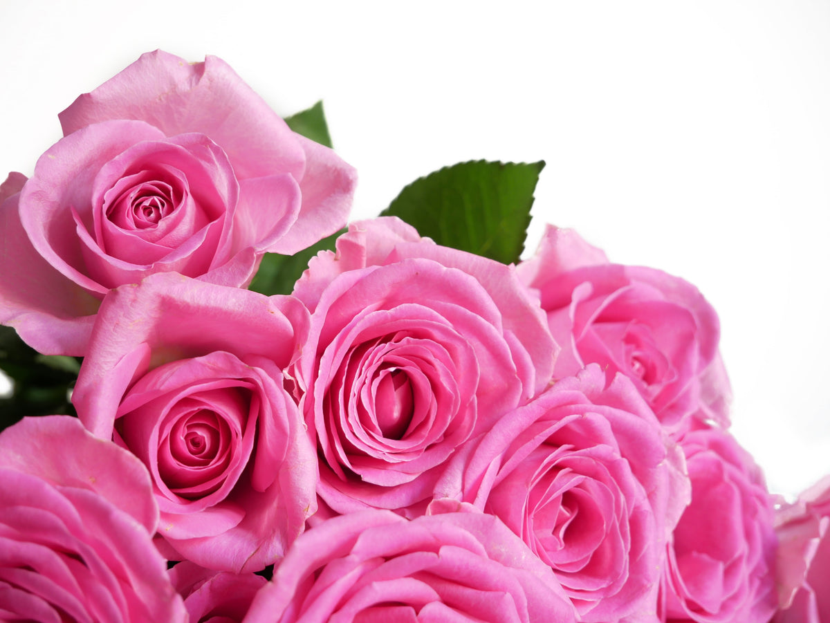5 PINK ROSE Rosa Bush Shrub Perennial Flower Seeds