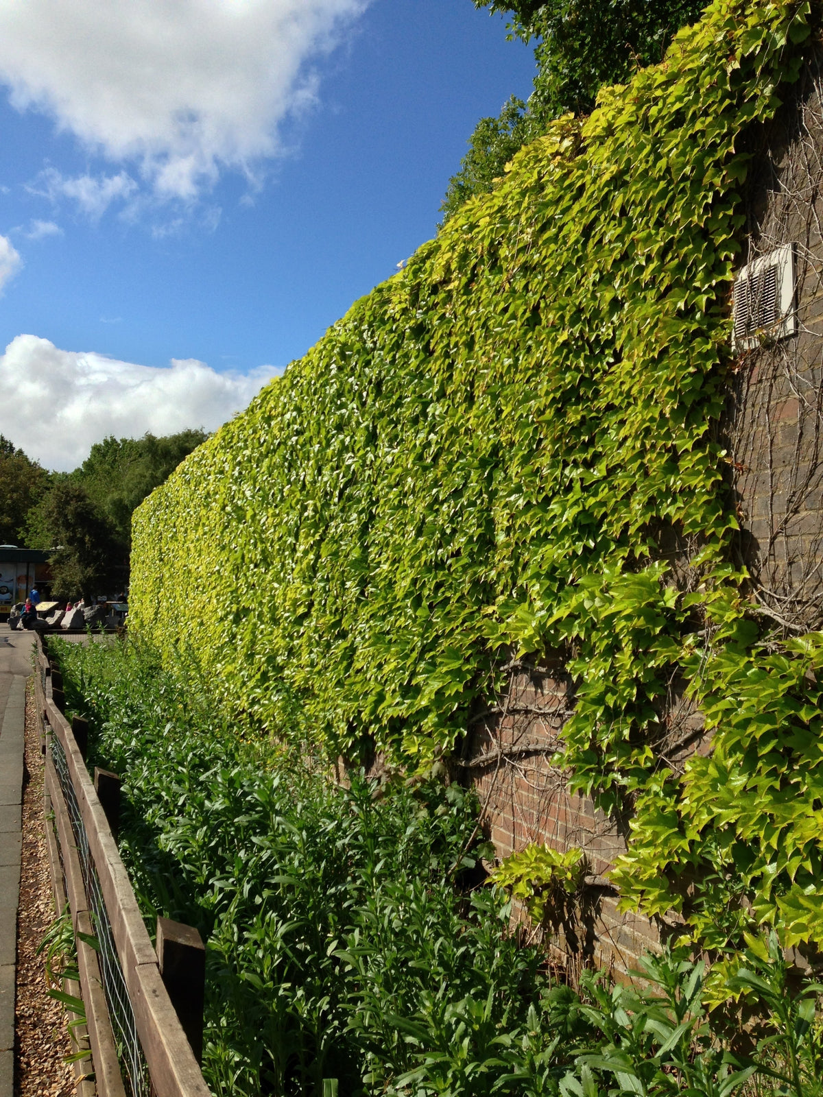 10 BOSTON IVY ( Bostonian Ivy / Wall Ivy ) Parthenocissus Tricuspidata Veitchii Vine Flower Seeds