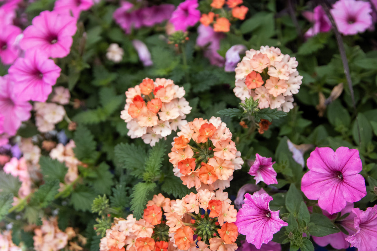 50 Dwarf APRICOT VERBENA Nana Compacta Fragrant Butterfly Flower Seeds