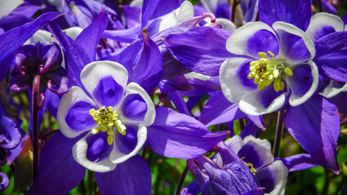100 MIXED EUROPEAN COLUMBINE Aquilegia Flower Seeds