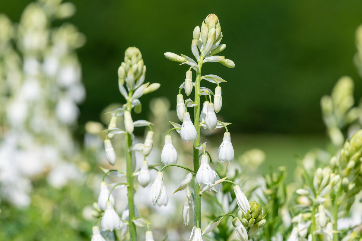 10 WHITE AFRICAN HYACINTH aka Cape or Giant Summer / Spire Lily - Ornithogalum Candicans / Galtonia / Hyacinthus Flower Seeds
