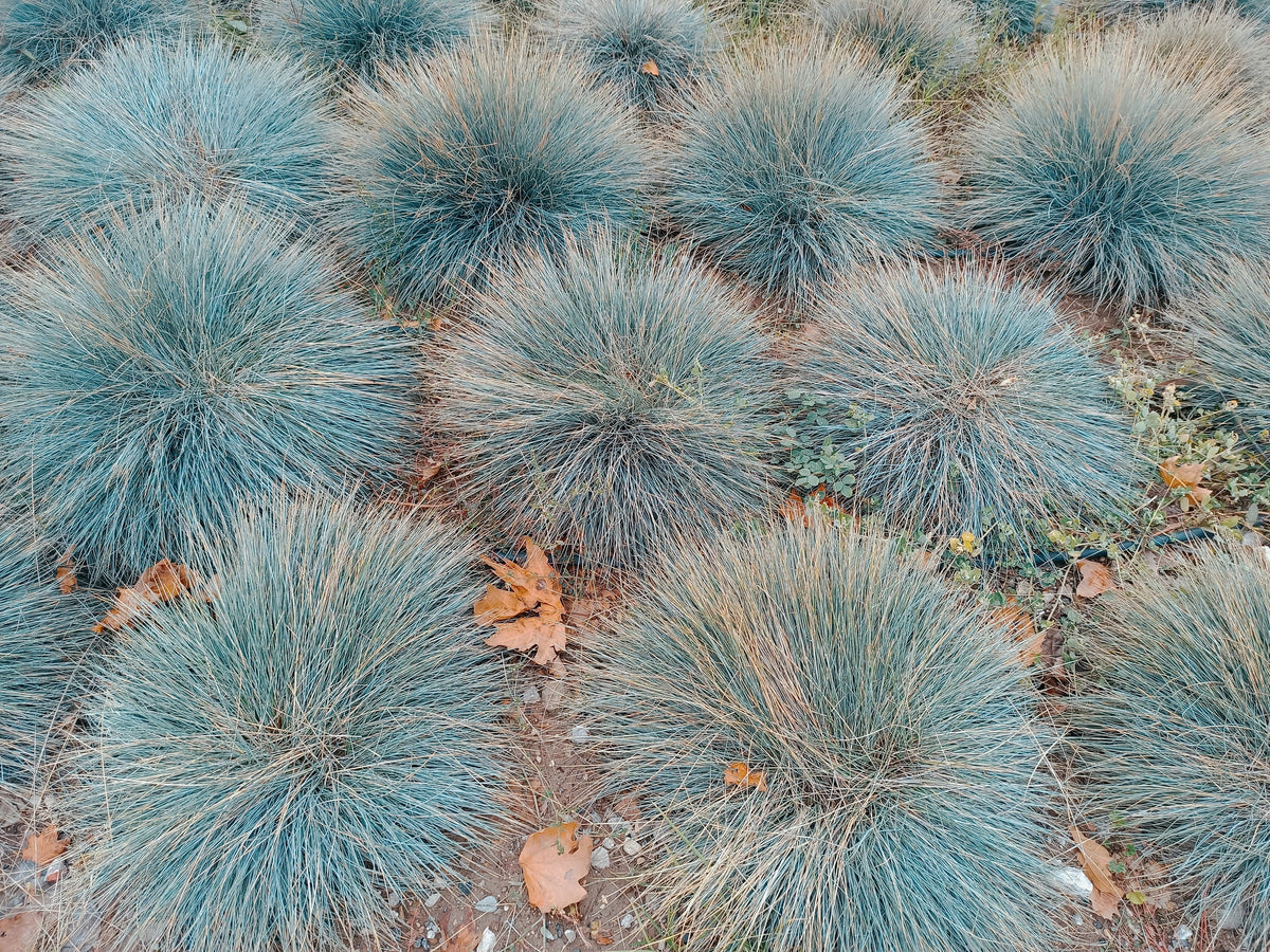 100 BLUE Sheeps FESCUE GRASS Festuca Ovina Glauca Cinerea Seeds