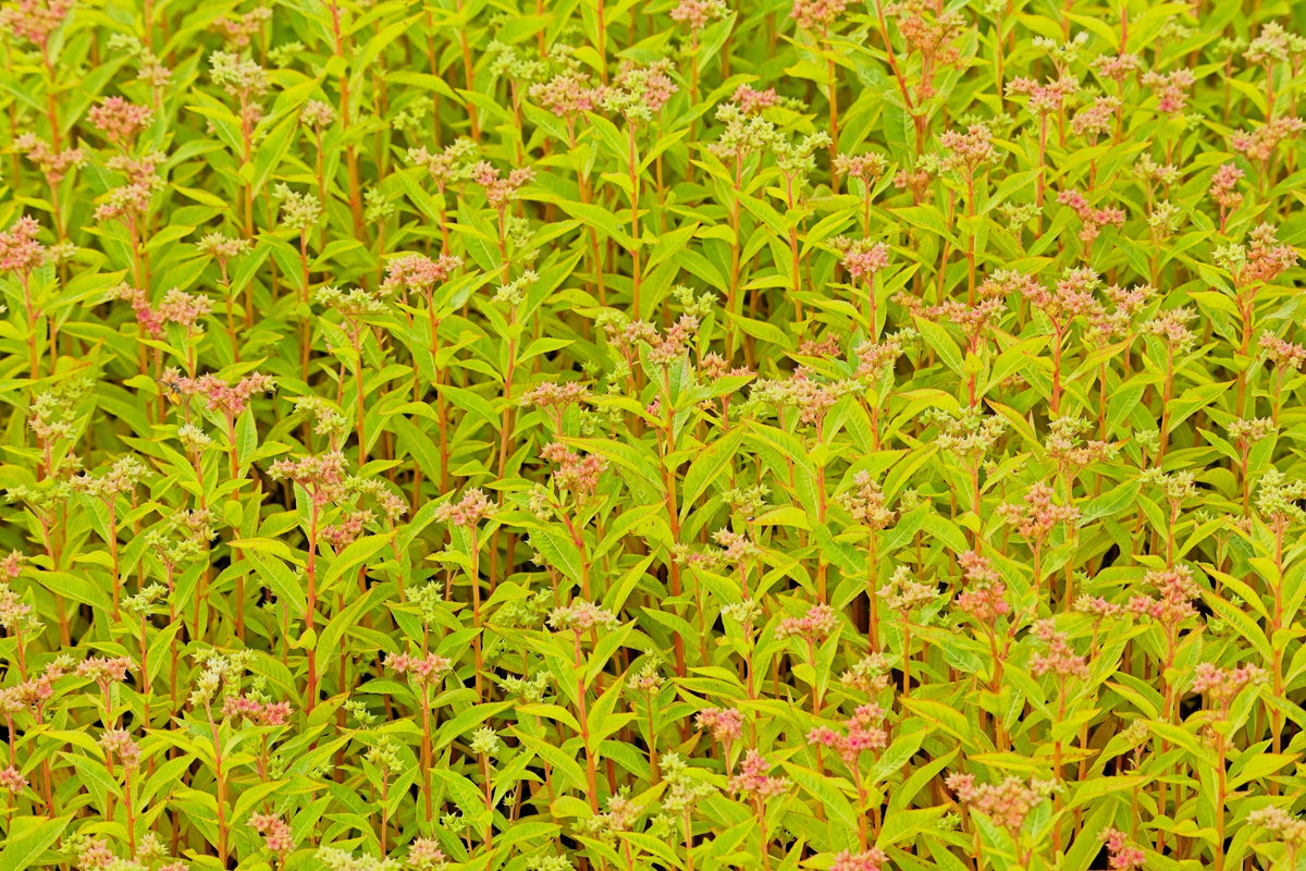 500 Virginia DITCH STONECROP SEDUM Penthorum Sedoides Star Fruit Flower Seeds