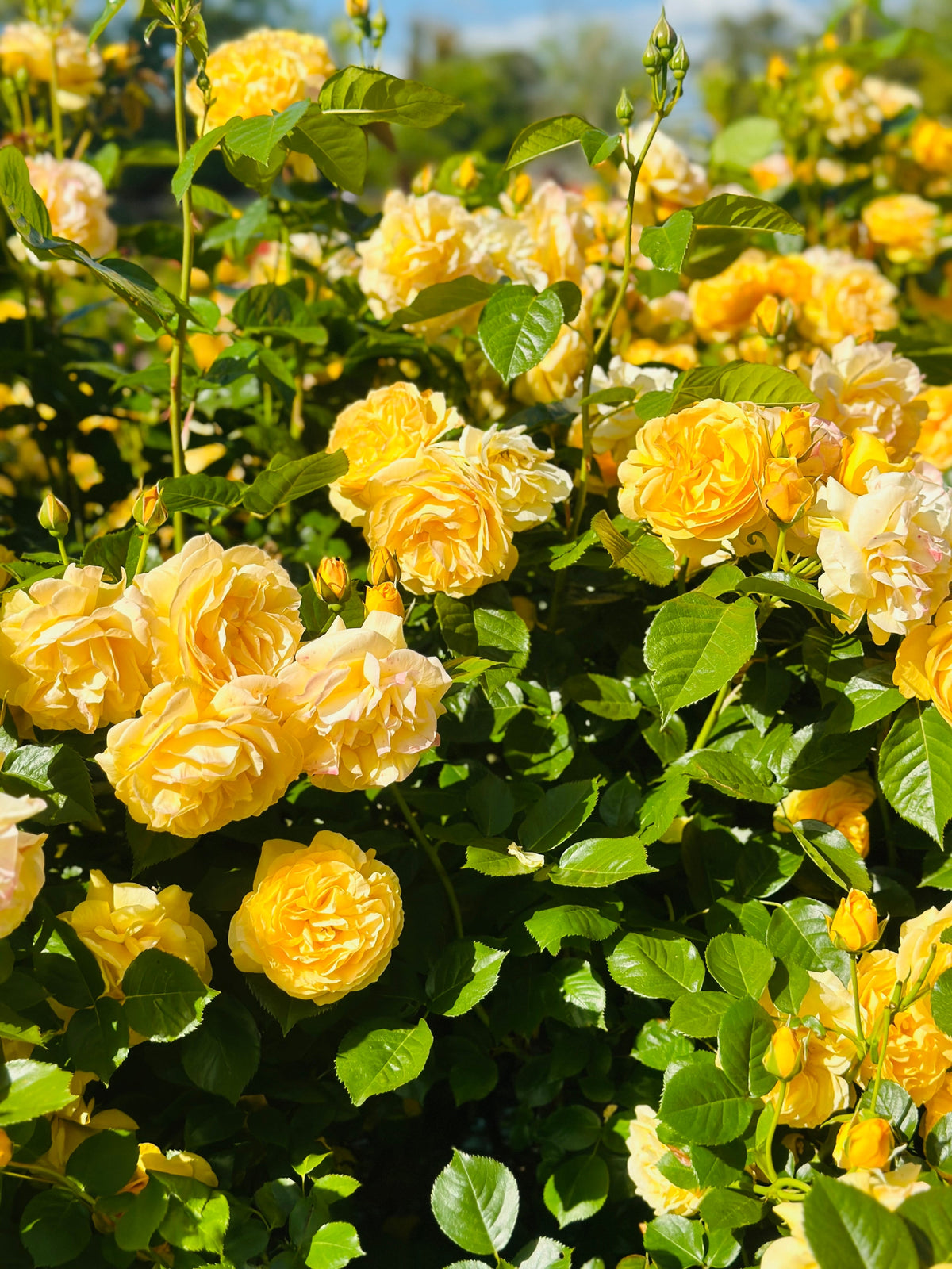5 YELLOW ROSE Rosa Bush Shrub Perennial Flower Seeds