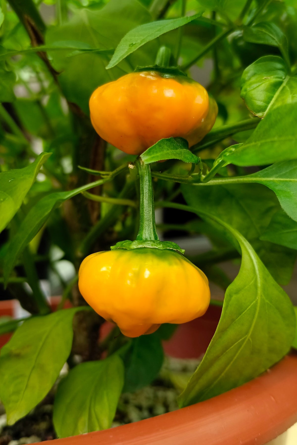 40 Yellow JAMAICAN HOT PEPPER Capsicum Chinense Scotch Bonnet Vegetable Seeds