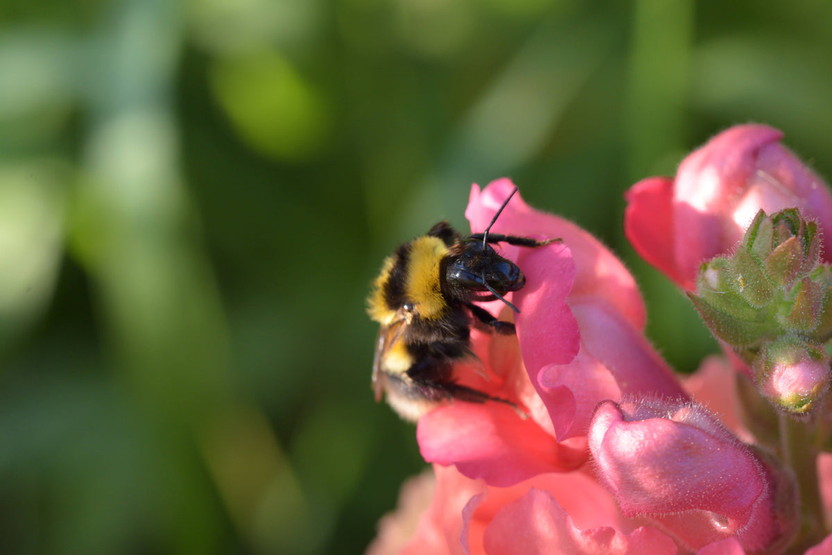 2000 PINK SNAPDRAGON Antirrhinum Majus Flower Seeds