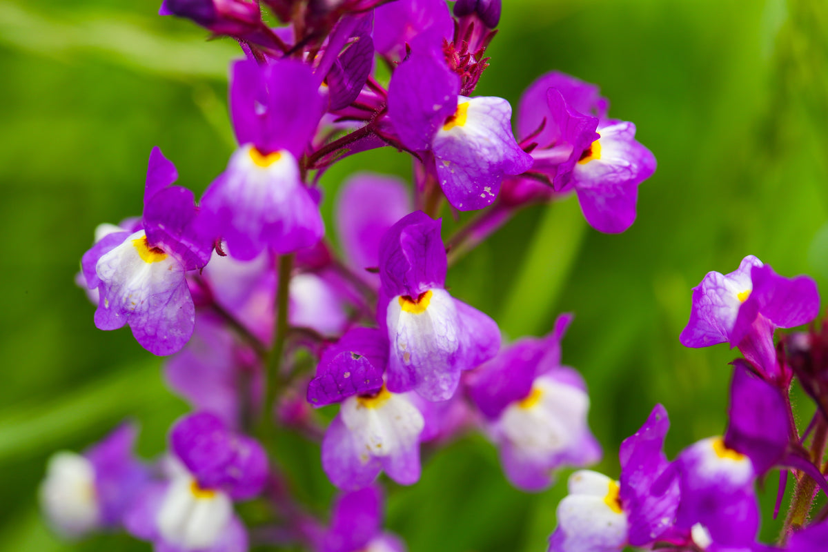 2000 NORTHERN LIGHTS Mix SNAPDRAGON Linaria Maroccana Flower Seeds